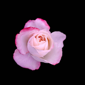 黑色背景上孤立的美丽粉红色玫瑰