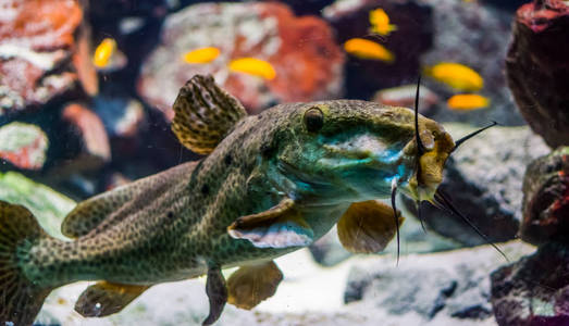 有趣的特写镜头,长颈鹿鲶鱼张开嘴,热带淡水鱼物种来自非洲照片