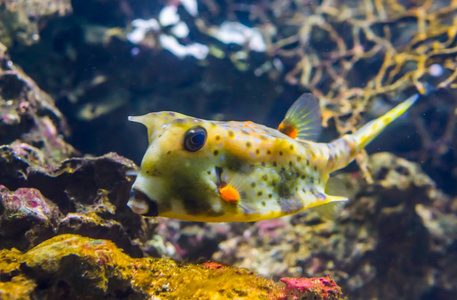 黄色长角牛尾鱼特写，有趣的热带水族馆宠物