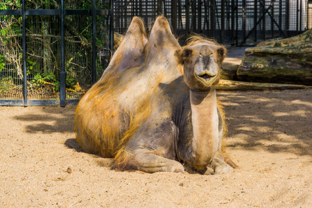 可爱的双峰驼肖像，一种很受欢迎的动物园动物