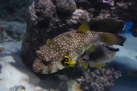 水族馆中珊瑚背景上的阿罗斯隆鱼