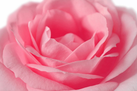 白色背景上孤立的美丽粉红色玫瑰
