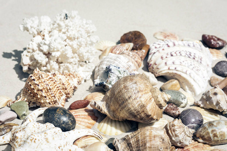 贝壳，海星，沙滩上的珊瑚和石头，夏日沙滩