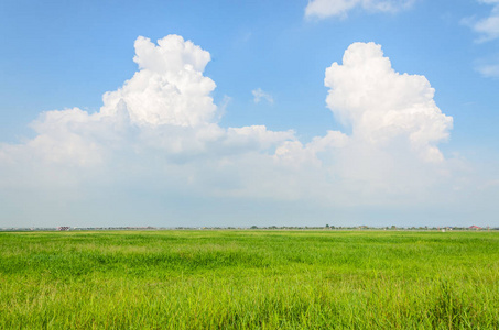 牧场 草地 墙纸 农事 远景 天堂 春天 阳光 地平线 环境