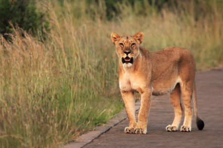 The lioness Panthera leo staying on the road in South Africa S