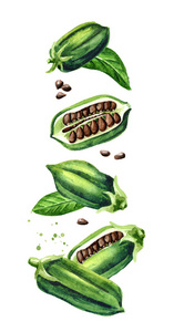 飞着的黑芝麻荚和叶子.水彩手绘插图照片