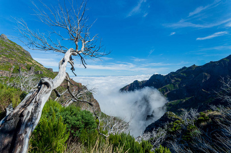 山景