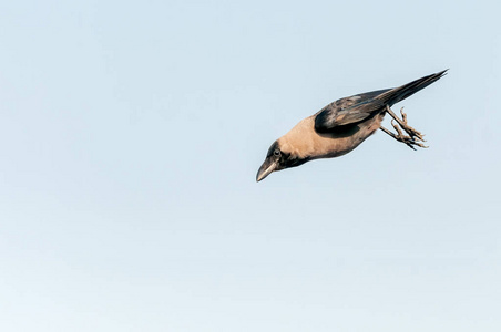 掠夺 动物群 野生动物 鸟类学 羽毛 乌鸦 动物