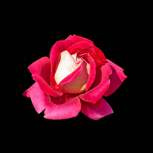 黑色背景上孤立的美丽粉红色玫瑰