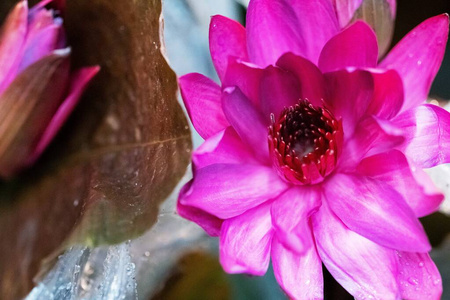 冥想 花的 颜色 植物 盛开 百合花 花瓣 粉红色 花园
