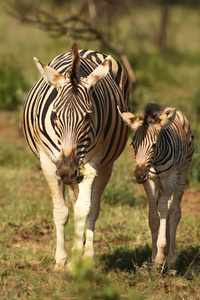 A Burchells Zebra  Equus quagga burchelli mother with her smal