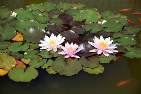 自然 莲花 浪漫 植物学 公园 春天 花园 季节 植物 池塘