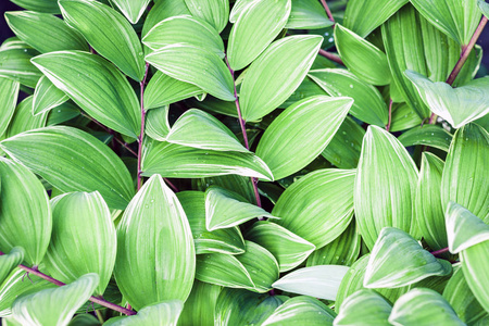 绿叶纹理背景，植物在花园里。