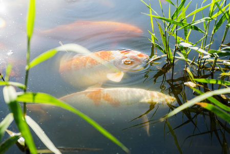 色彩斑斓的鲤鱼在池塘中游动,有光影反射,鲤鱼在水面下游动照片
