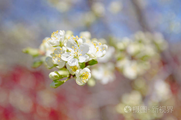 开花果树