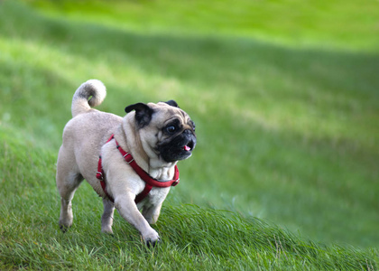 Beautiful fawn pug 