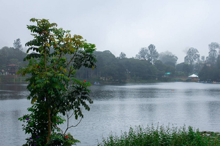 背景是一棵树和叶考德湖的风景，这是泰米尔纳德邦最大的湖泊之一。印度