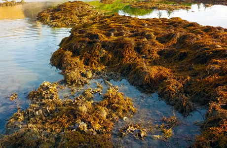 苔藓 太阳 地平线 自然 植物 风景 岩石 美丽的 海洋