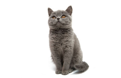 gray kitten isolated 