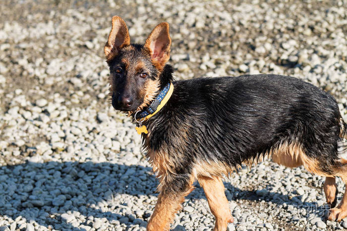 年轻的德国牧羊犬湿狗