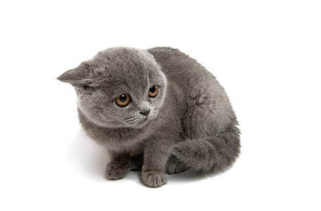 gray kitten isolated 