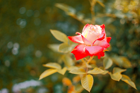 Beautiful fresh roses grow outdoors in the summer 