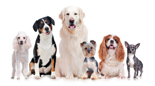 一群纯种的狗被隔离在白色的背景上照片