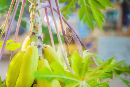 大蜥蜴蜥蜴在玻璃缸动物背景