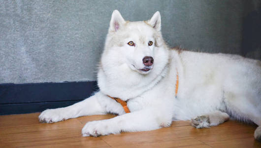 white dog laying down on floor at home  Siberian Husky dog 