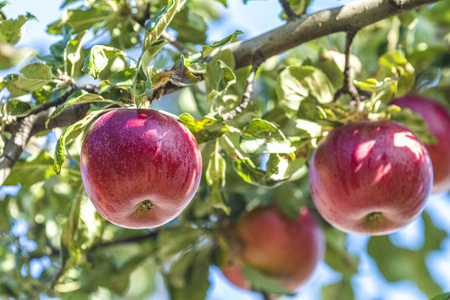 阳光明媚的日子，花园里的树枝上挂着新鲜的生苹果。氯