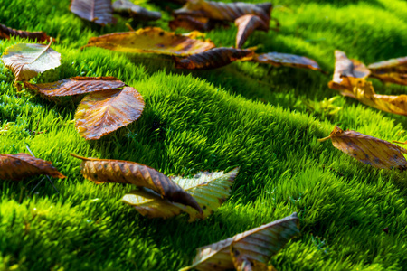 覆盖着许多干树叶的绿色苔藓地毯的标题。秋天的自然。