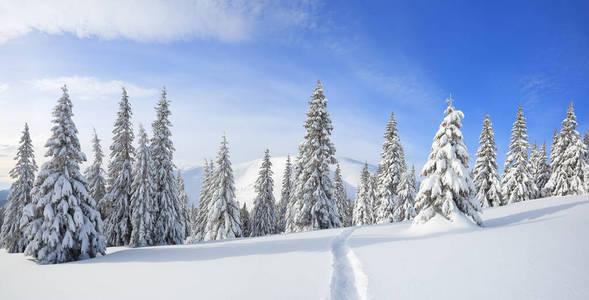 全景展现在山上，松软的冷杉树覆盖着白雪，草坪和蓝天白云。冬季森林。宽阔的小路。乌克兰喀尔巴阡广场。