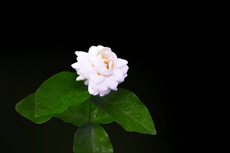 夏天 茉莉 植物学 植物 植物区系 美女 自然 花瓣 花园