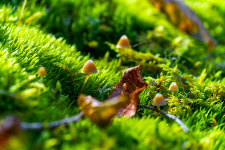 苔藓中野生蘑菇的特写镜头