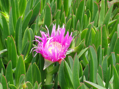 植物区系 天堂 植物学 花瓣 春天 花的 自然 夏天 粉红色