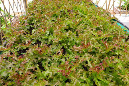 植物 花园 生长 材料 成长 园艺 自然 特写镜头 食物