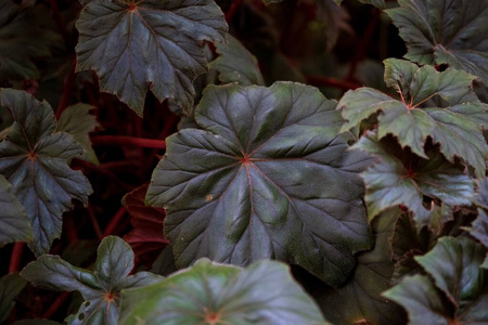 环境 植物区系 自然 分支 木材 植物学 草本植物 绿色植物