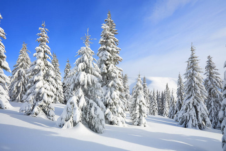 寒冷的冬日清晨，美丽的风景。草坪上积雪覆盖的雪堆里蓬松的冷杉树。墙纸背景。地点欧洲乌克兰喀尔巴阡山脉。
