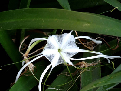 树叶 特写镜头 花的 植物区系 颜色 春天 盛开 花园 植物学