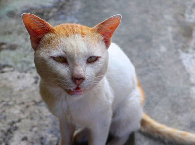 可爱的 基蒂 面对 宠物 哺乳动物 斑猫 特写镜头 肖像