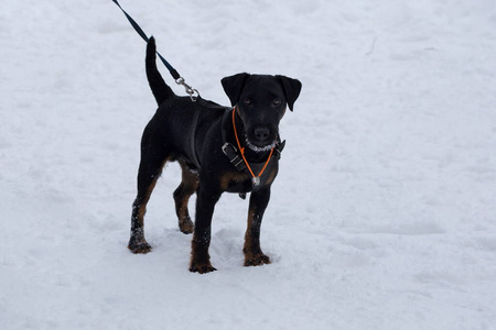 可爱的德国猎犬站在冬季公园的白雪上。宠物动物。