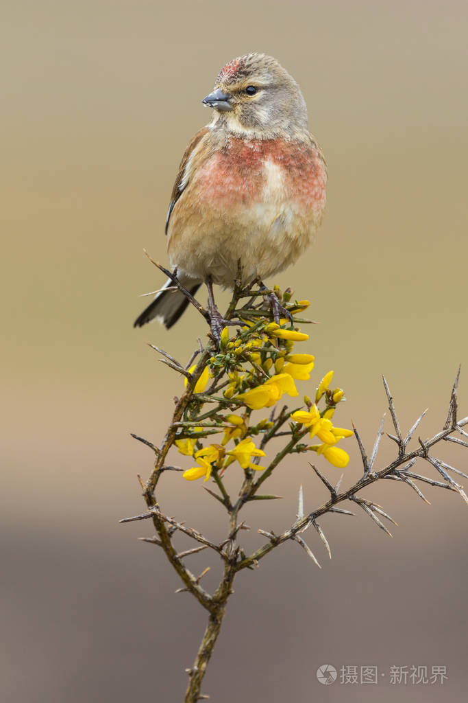 普通红雀单性雄