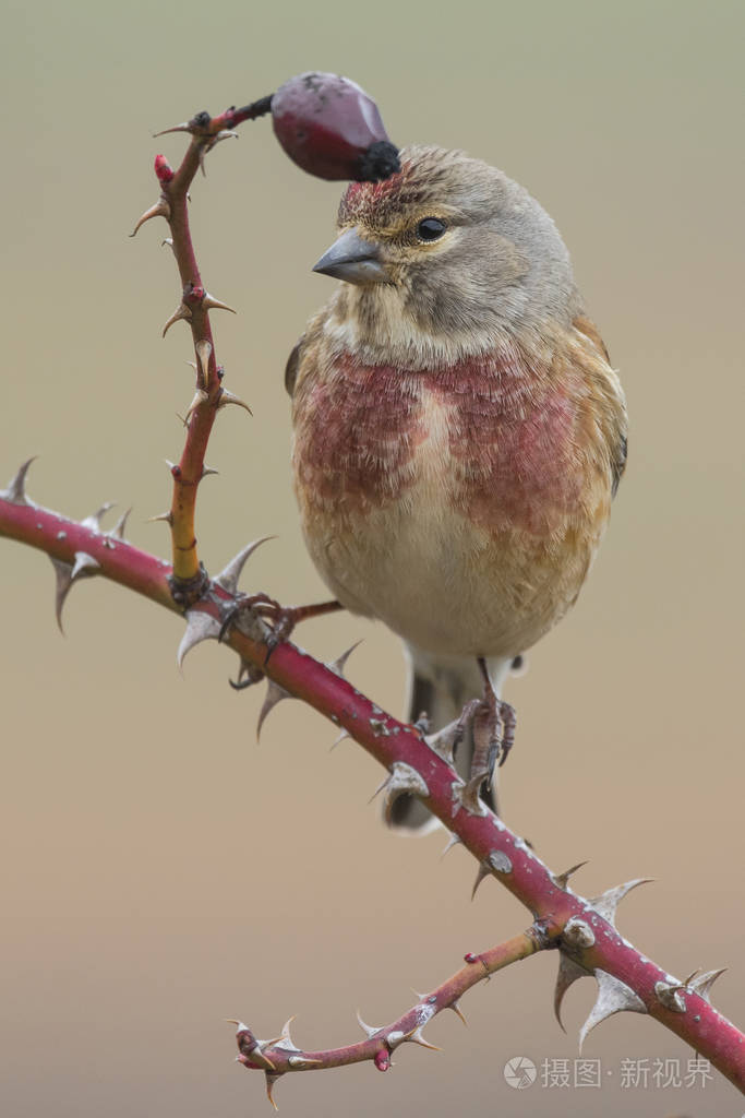 普通红雀单性雄