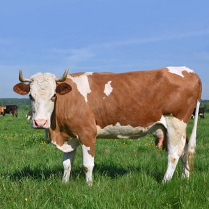 育种 风景 牲畜 兽群 乳房 环境 小牛 夏天 挤奶 小母牛