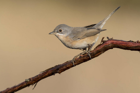 Subalpine warbler female. Sylvia cantillans perched on a branch 