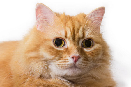 卧姜猫头部特写镜头选焦点照片