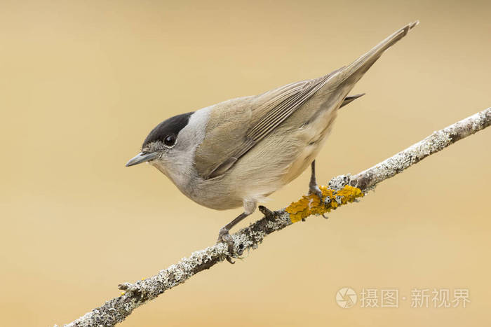 黑头鹬Sylvia atricapilla，栖息在前胸的一根树枝上