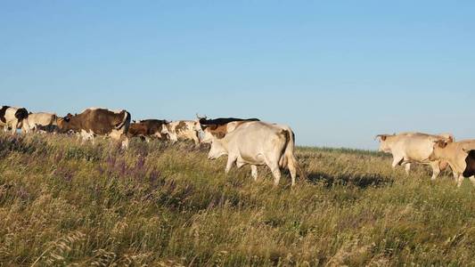 美丽的高山草甸和奶牛。蓝天上牧场上的牛。牛在草地上吃草。乳品企业理念。农业有机牛育种的概念。