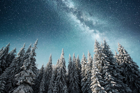 寒冷的 森林 美丽的 云杉 白霜 旅行 木材 阿尔卑斯山