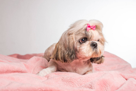 宠物 可爱的 特写镜头 粉红色 石子 纯种 美丽的 小狗